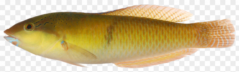 Fish Animal PNG