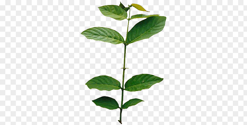 Leaf Plant Stem Herb PNG