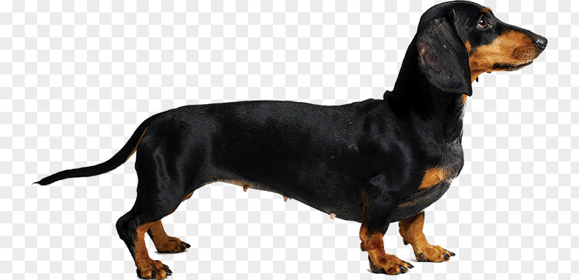 Teckel Austrian Black And Tan Hound Dachshund Coonhound Polish Hunting Dog Smaland PNG