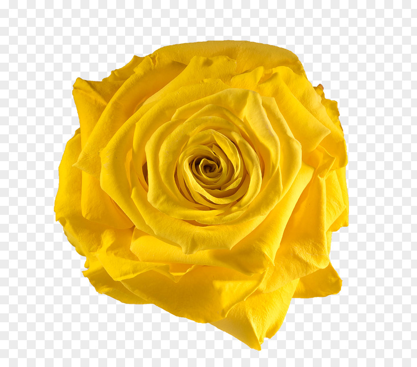 Yellow Rose Garden Roses Flower Preservation PNG