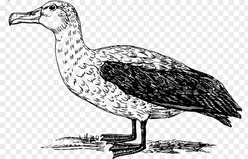 Albatross Shy Goose Bird Gulls Clip Art PNG