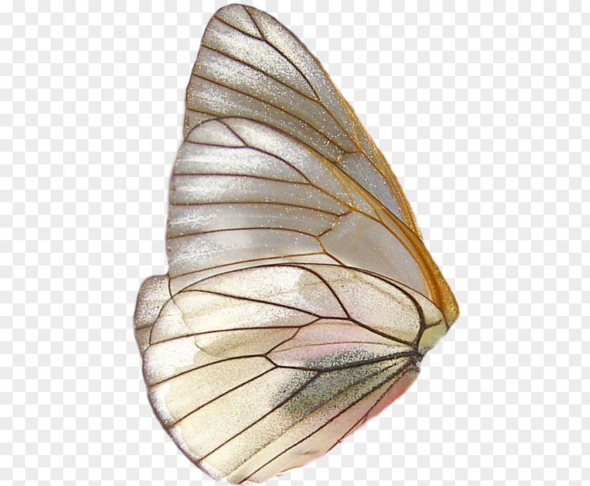 Butterfly Transparency And Translucency PNG