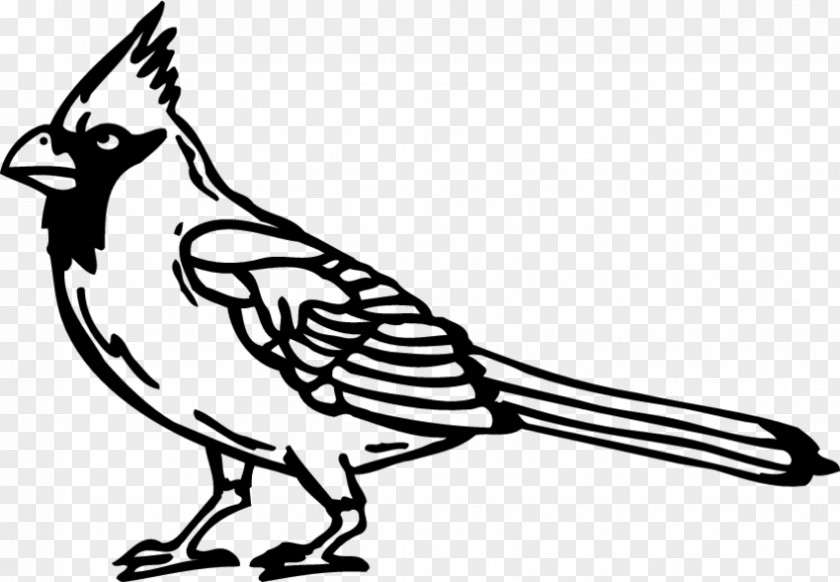Feather Beak Line Art Cartoon Clip PNG