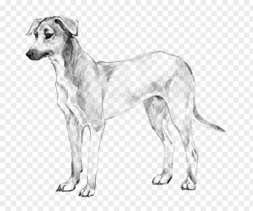 Puppy Dog Breed Potcake American Staghound Longhaired Whippet PNG