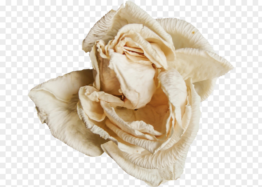 Rose Family Beige PNG