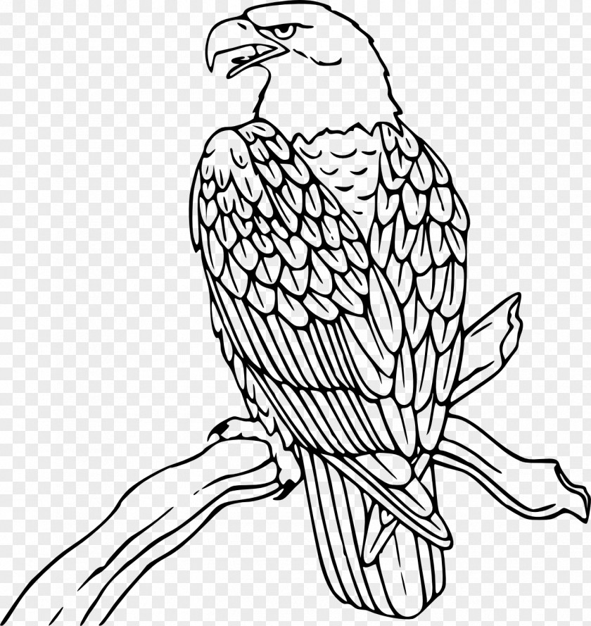 Eagle Bald Coloring Book Drawing Bird PNG