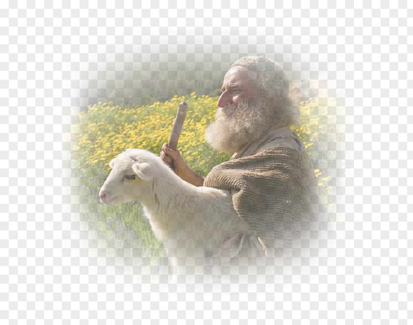 Lost Parable Of The Sheep Shepherd Parables Jesus Bible PNG