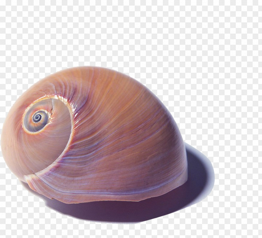 Shellfish Seashell PNG