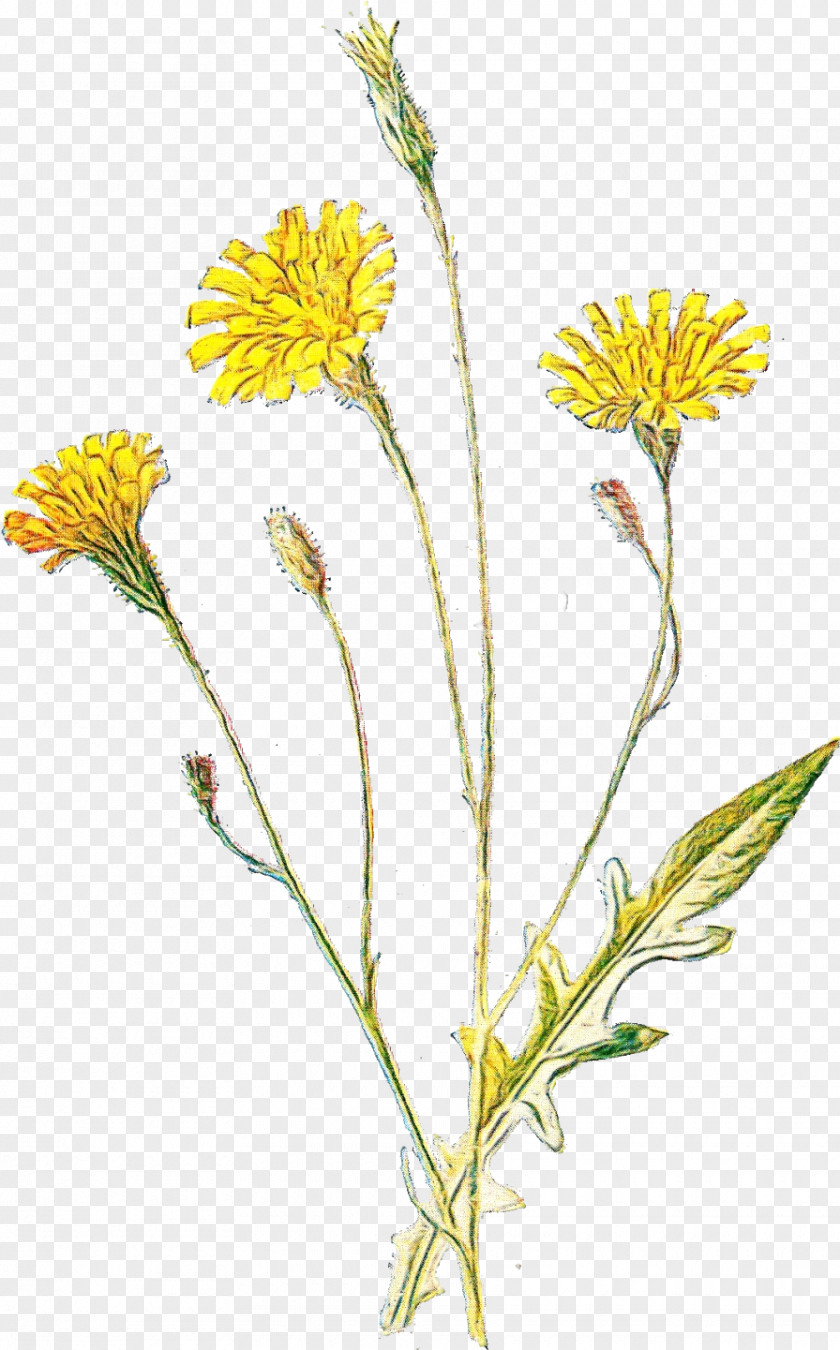 Sow Thistles Native Sowthistle Flower Flowering Plant Hawkweed Yellow PNG