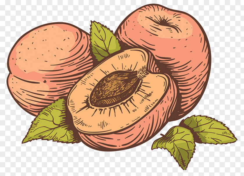 Acai Natural Foods Clip Art Vector Graphics Illustration Fruit Peach PNG
