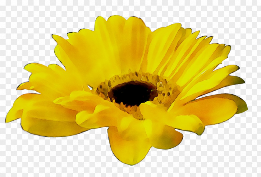 Platte International Transvaal Daisy Chrysanthemum Sunflower Record Label PNG