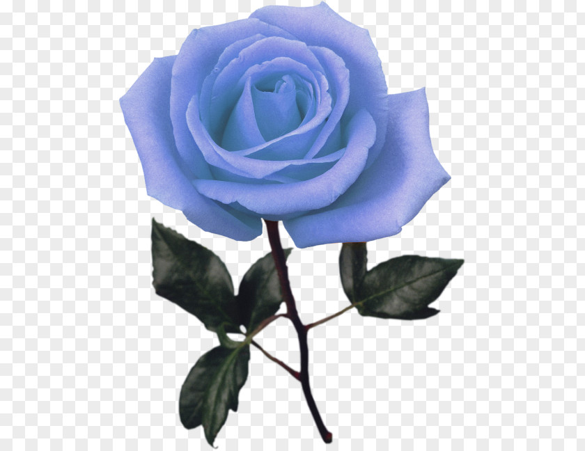Rose Blue Garden Roses Stock Photography Clip Art PNG