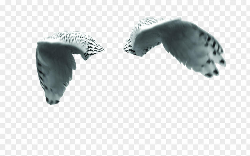 Owl Bird Of Prey Vertebrate Falcon PNG