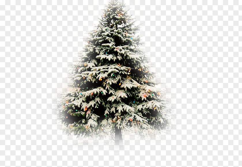 Christmas Tree Fir Card PNG