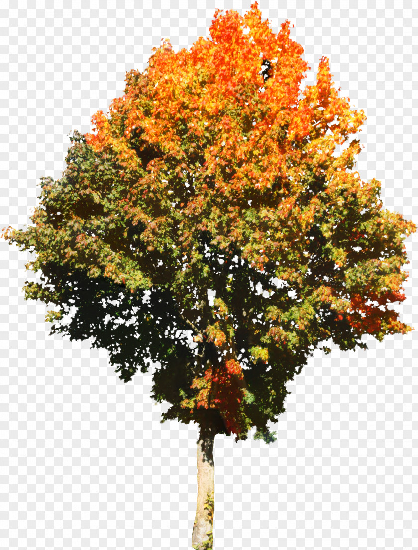 Deciduous Plane Red Maple Tree PNG