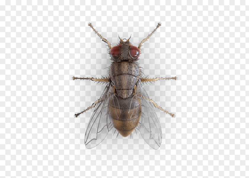 Flying Bugs Mosquito Housefly Beetle Hornet PNG