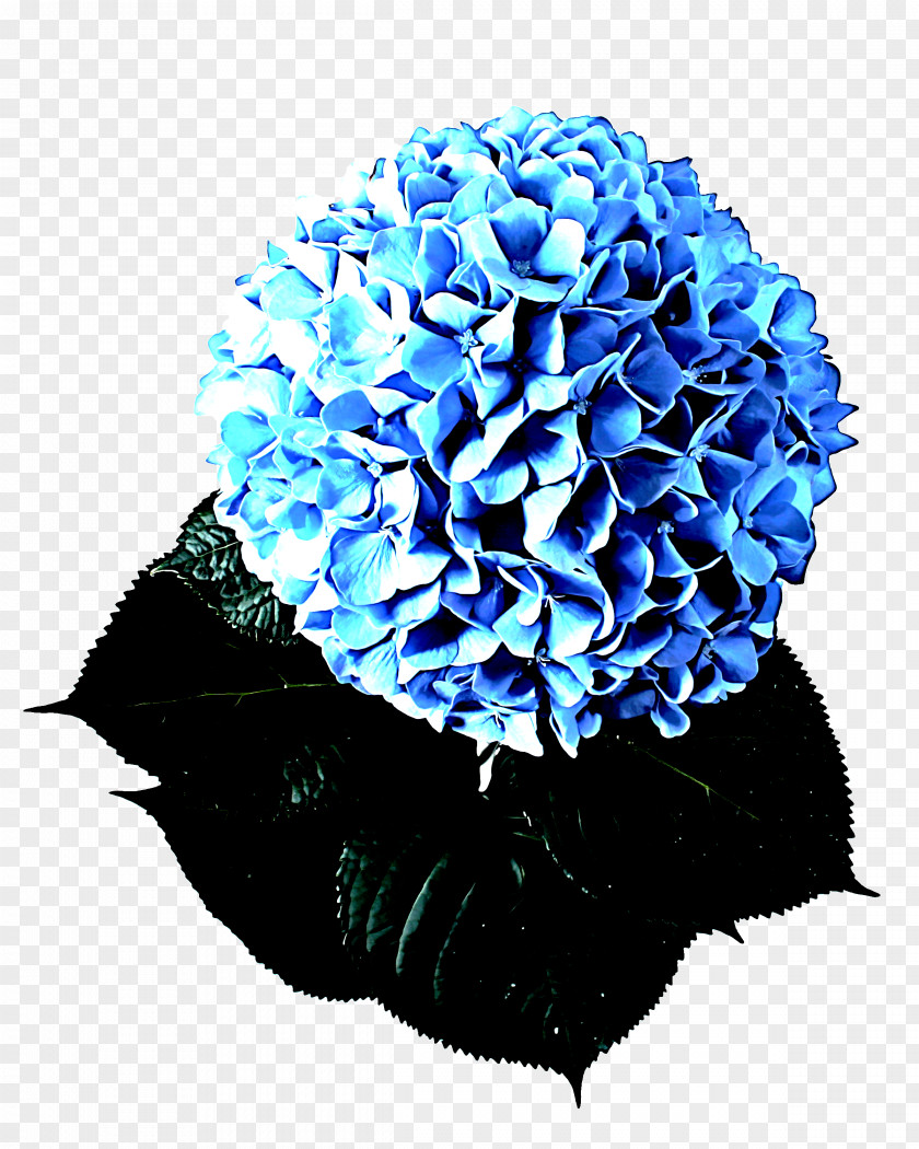 Hydrangeaceae Cut Flowers Blue Pom-pom Flower Cobalt Plant PNG