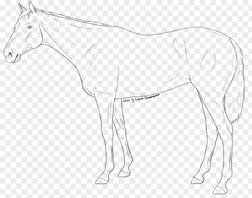 Mustang Mule Foal Halter Stallion Colt PNG