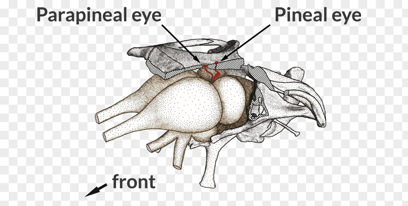 The Dim Light Of Night Lizard Parietal Eye Saniwa Anatomy PNG