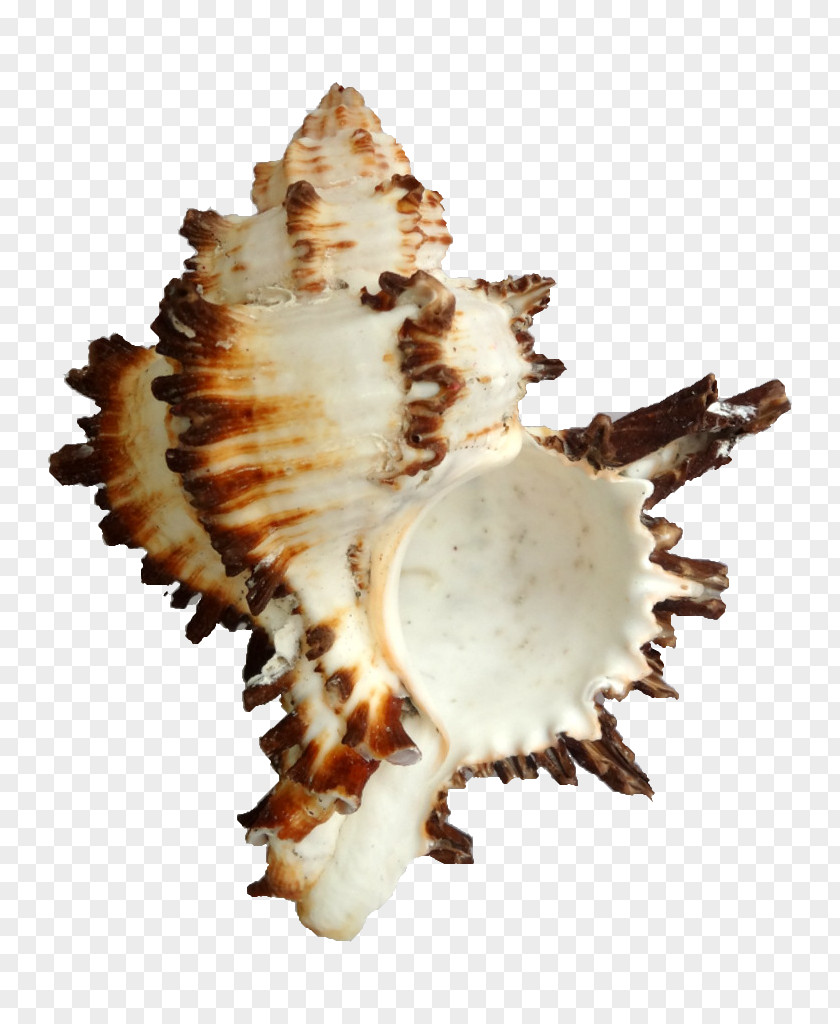Seashell Hexaplex Cichoreum Conchology PNG