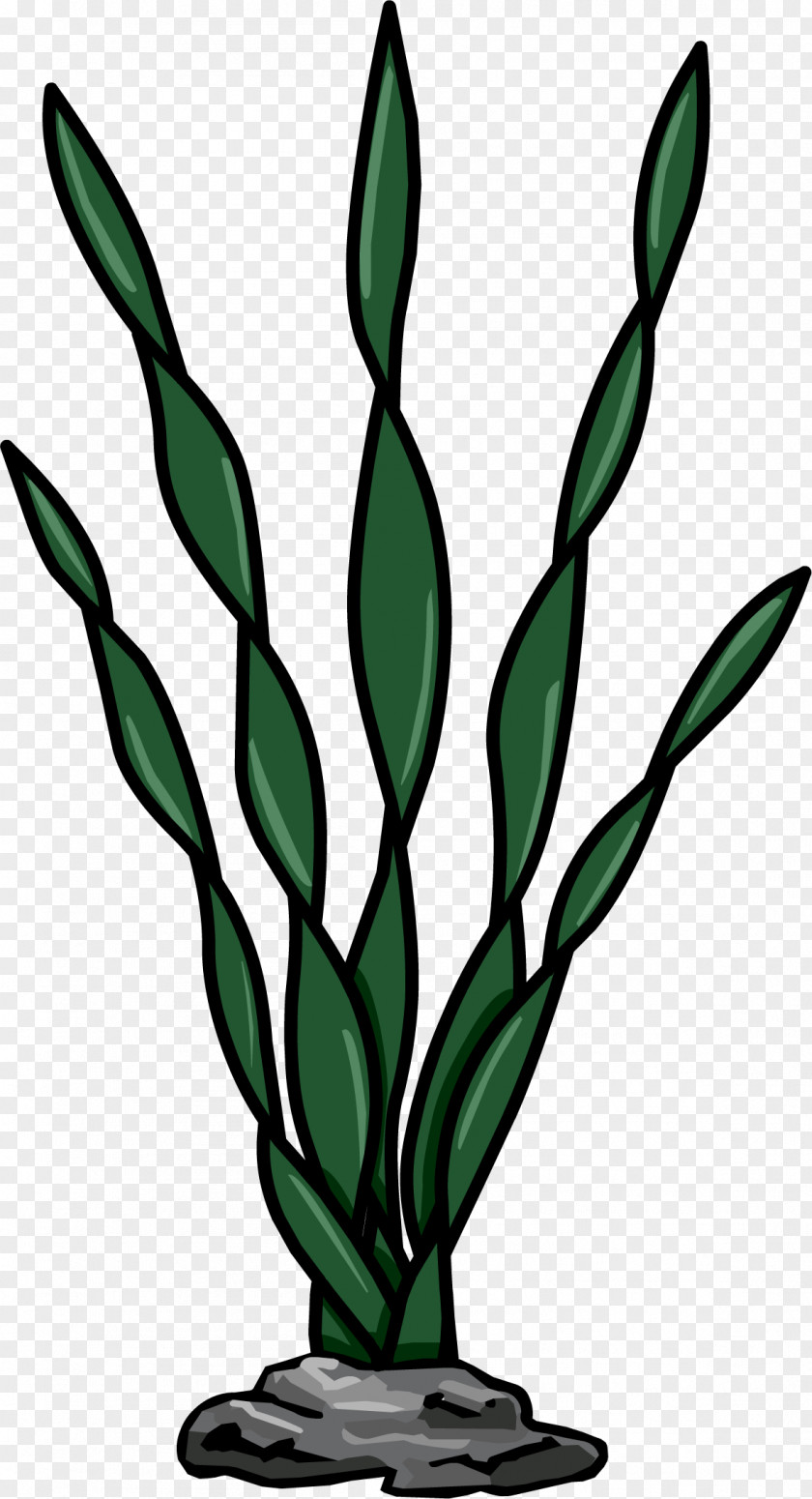 Weed Seaweed Algae Macrocystis Pyrifera Plant PNG