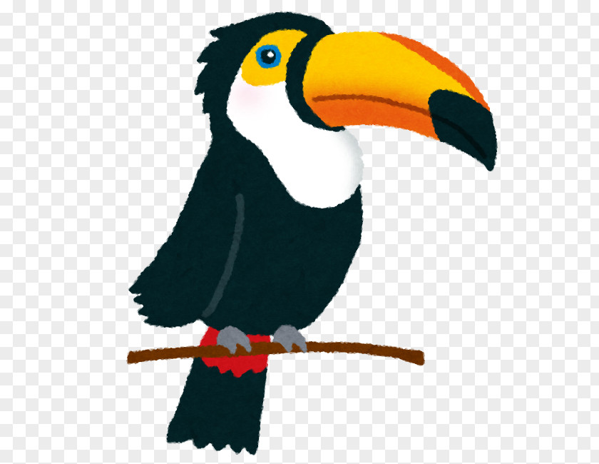 Bird Toco Toucan Parrot Beak PNG