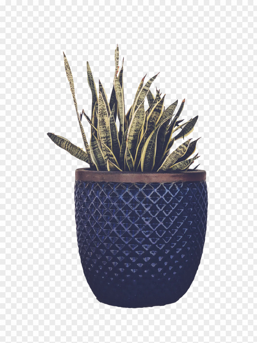 Plants Flowerpot Citroën Cactus M Biology Science PNG