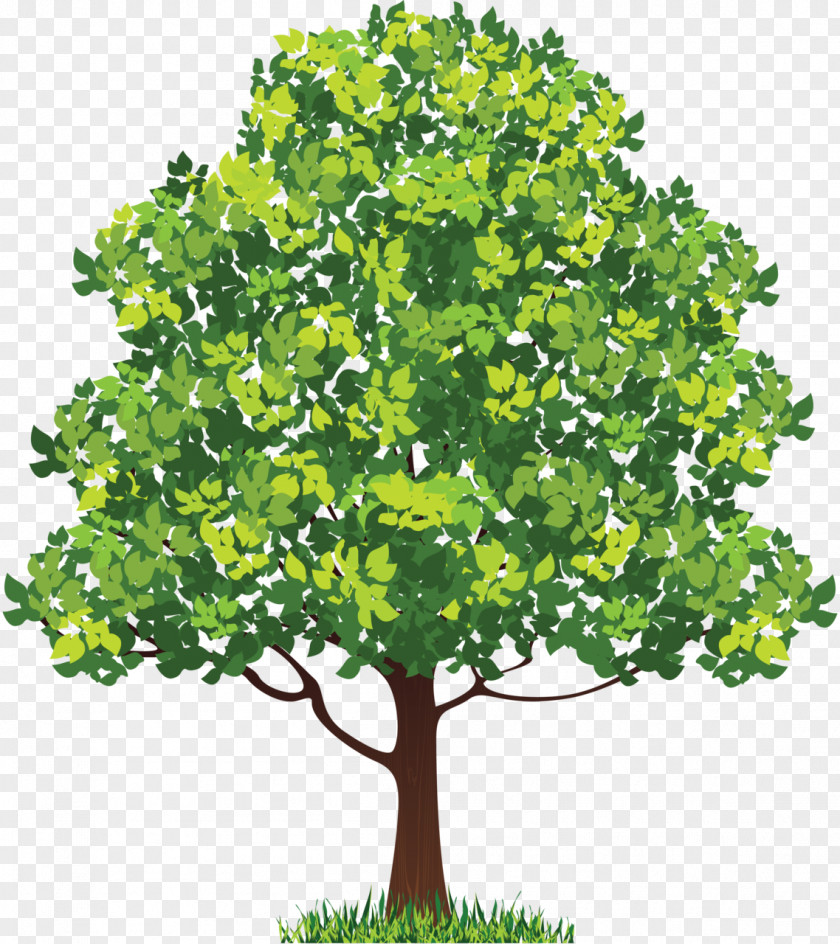 Feminine Vector Neem Tree Clip Art PNG