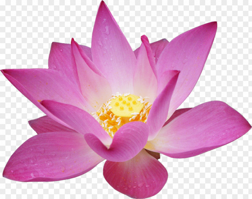 Gold Flower Garden Roses Lotus Desktop Wallpaper PNG