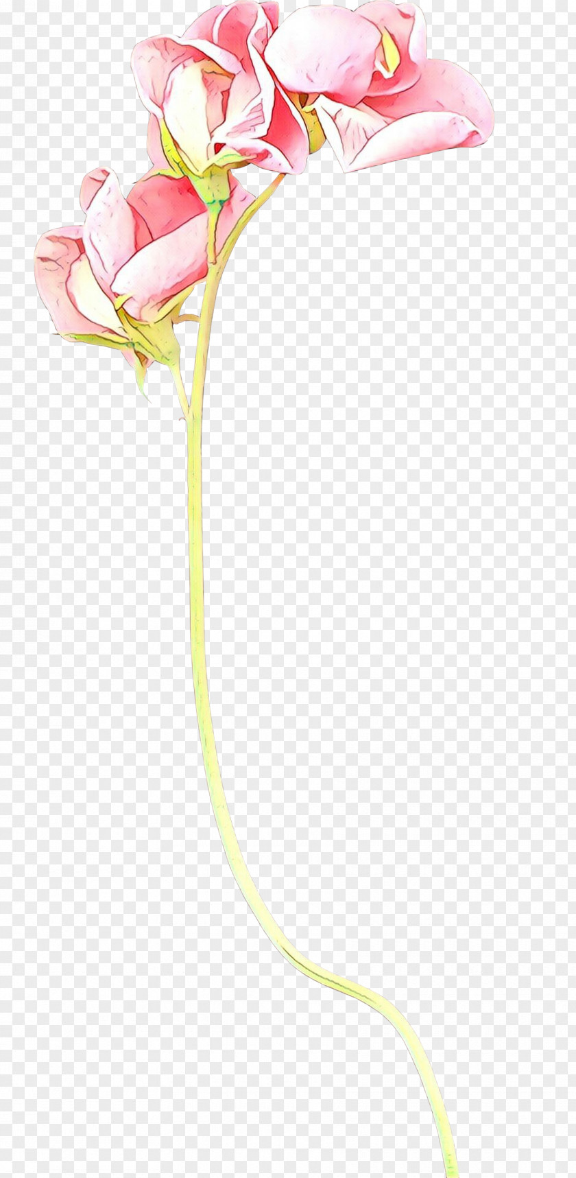 Moth Orchids Cut Flowers Rose Family Plant Stem PNG