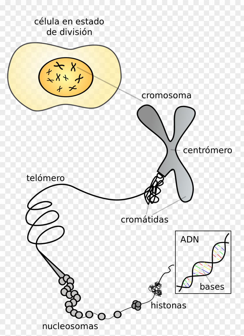Sing Chromosome 19 DNA Centromere Gene PNG