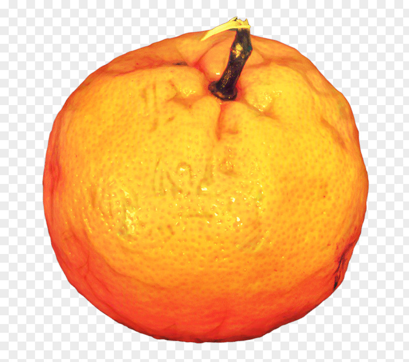 Valencia Orange Accessory Fruit Winter Background PNG