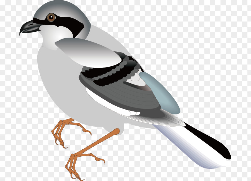 Animal,fly,sparrow,bird,Birds Bird Flight Sparrow Clip Art PNG