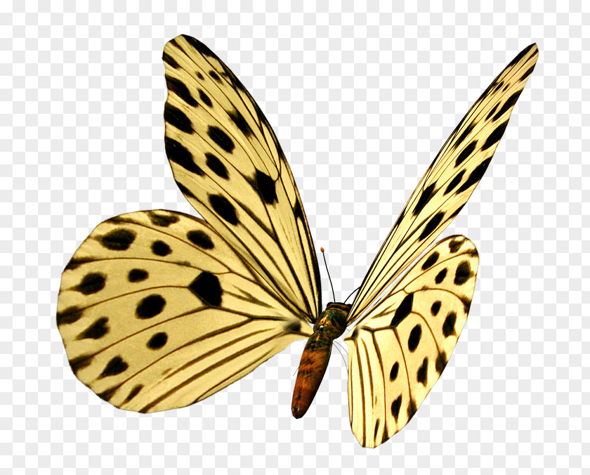 Butterfly Monarch Image Borboleta PNG