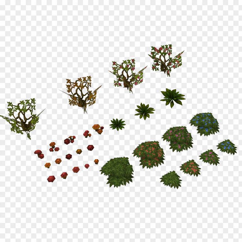 Fennel Flower Plant Tree Texture PNG