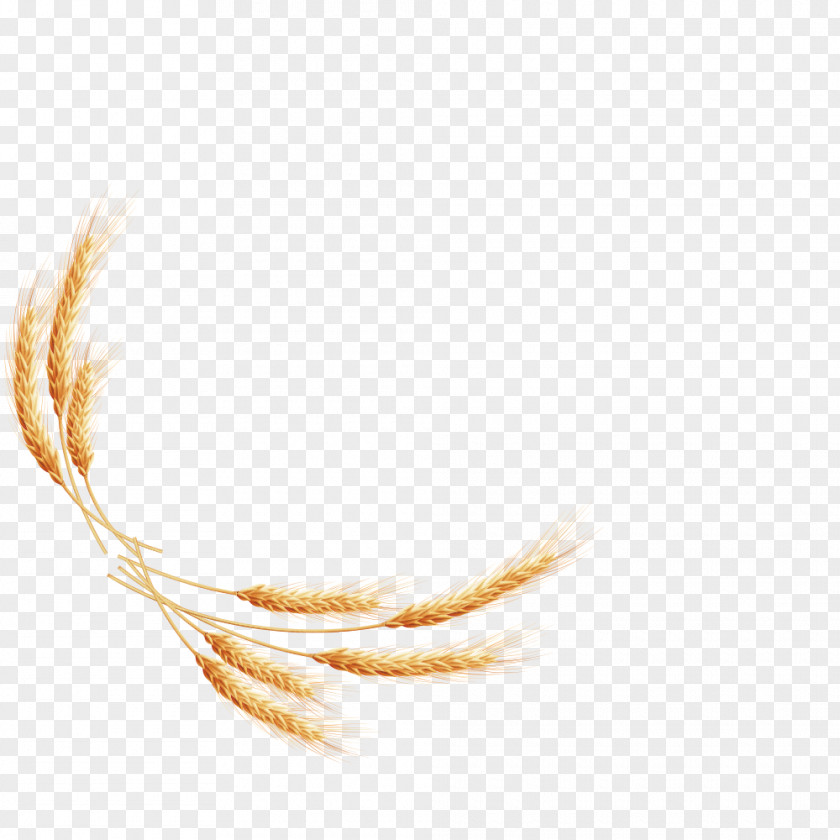 Golden Wheat Vector Material Euclidean PNG