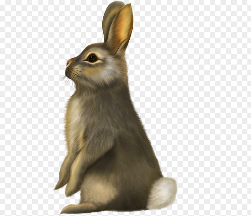 Rabbit YouTube Clip Art PNG