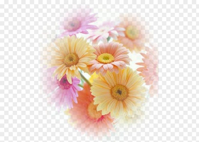 Transvaal Daisy Cut Flowers Chrysanthemum Oxeye PNG