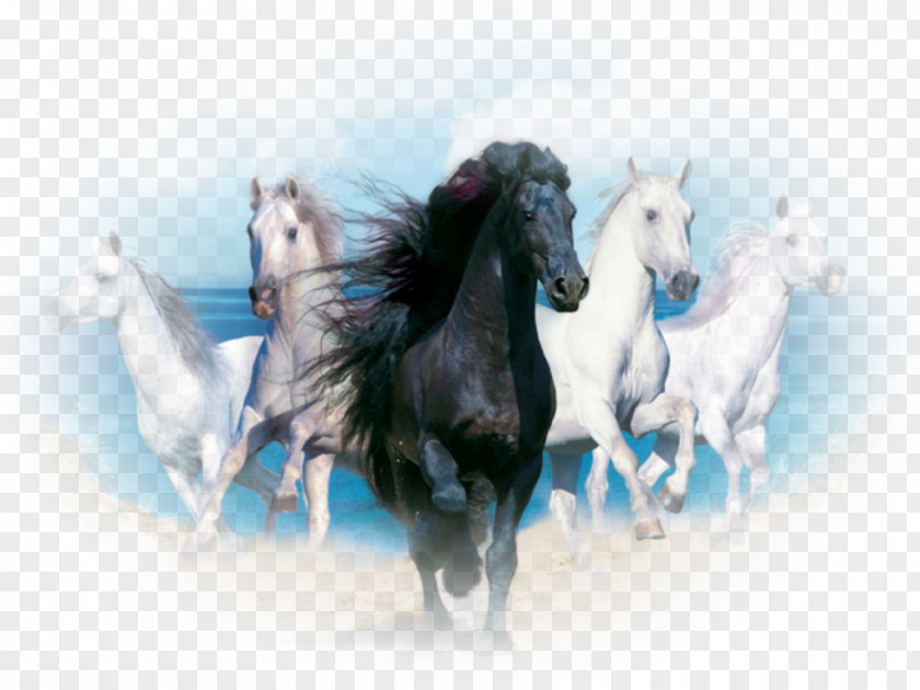 Andalusian Horse Desktop Wallpaper White Wild Black PNG