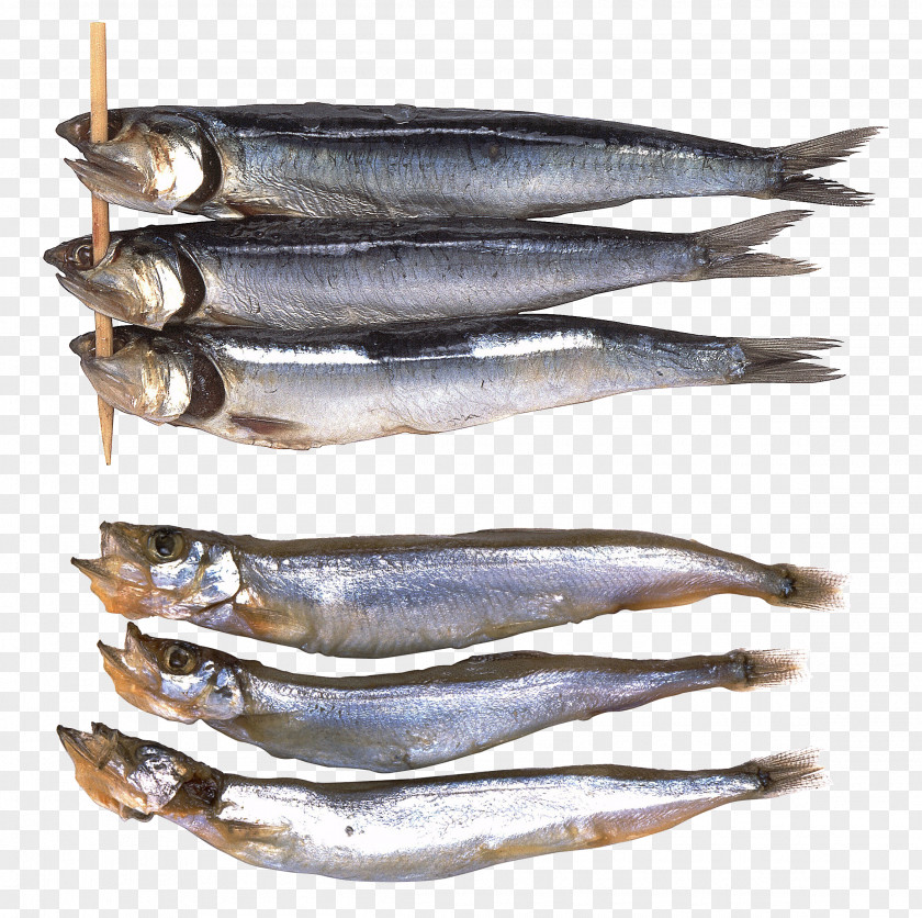 Fish Sardine Freshwater Scortum Barcoo Bass PNG