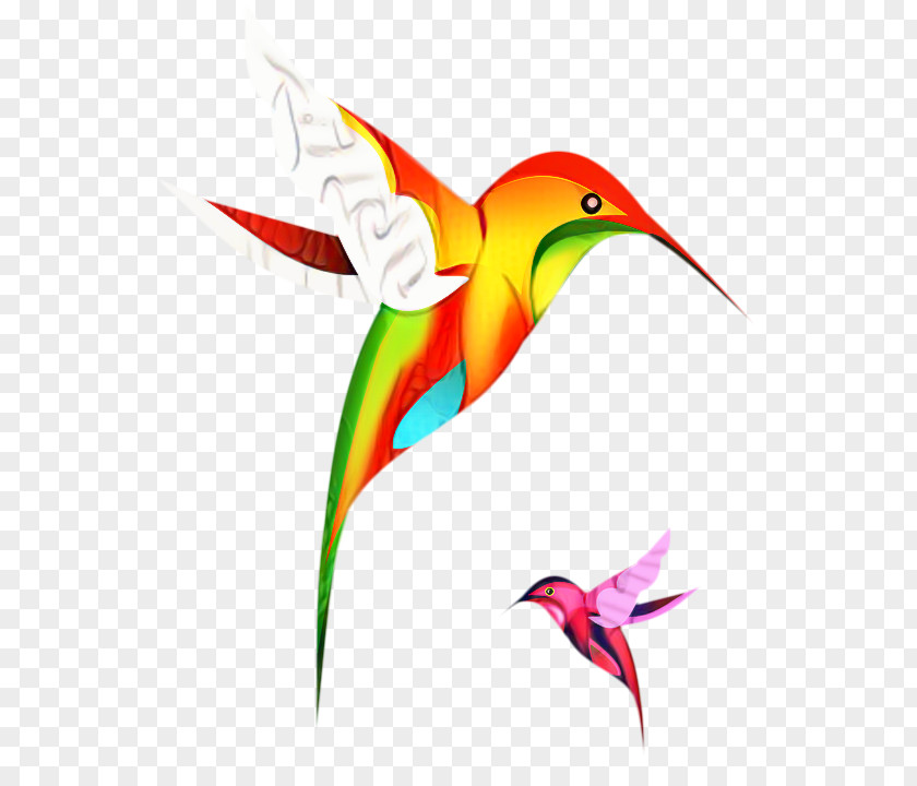 Heliconia Wildlife Hummingbird Drawing PNG