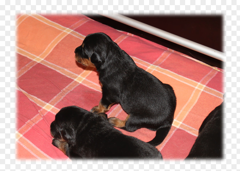 Puppy Rottweiler Polish Hunting Dog Breed Hovawart PNG