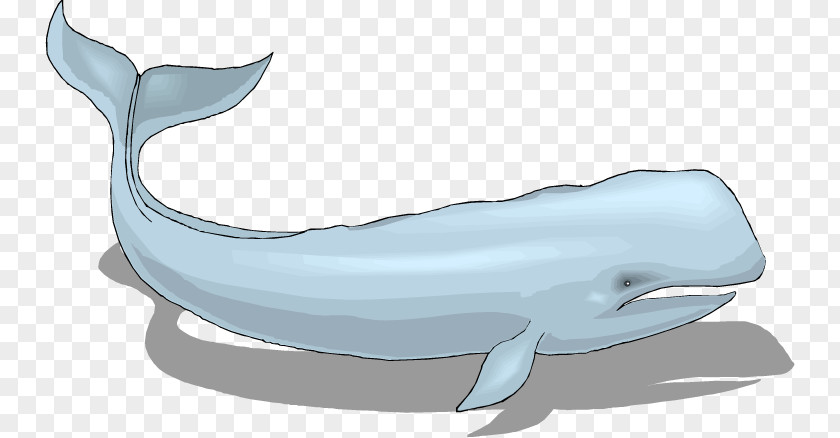 Common Minke Whale Bottlenose Dolphin Tucuxi Rough-toothed Wholphin White-beaked PNG
