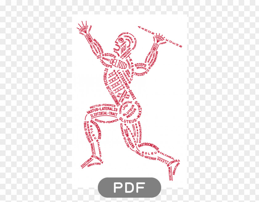 TXT File Human Skeleton Anatomy Body Muscle PNG