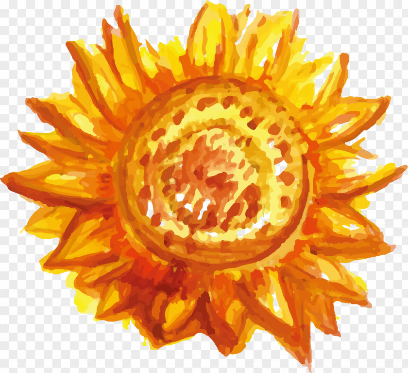 Vector Colored Sunflower Common Watercolor Painting Drawing PNG
