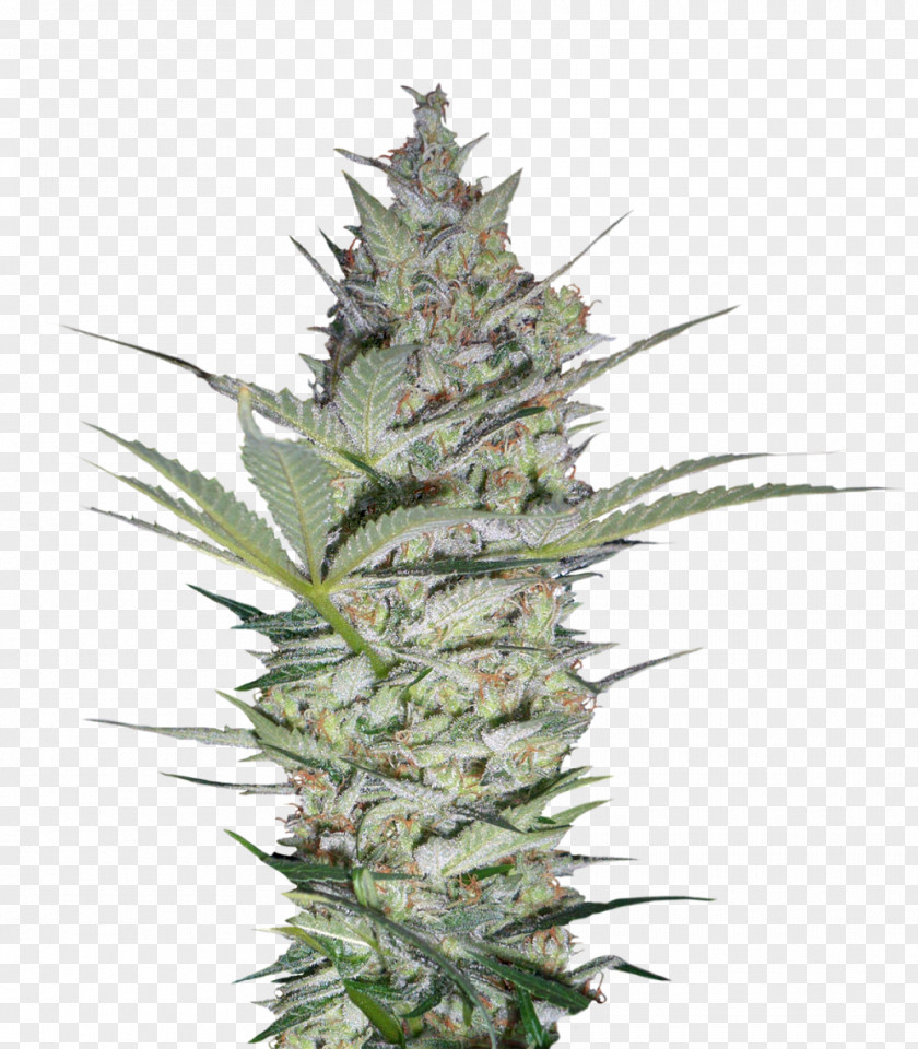 Ak 47 Seed Bank Cannabis Company Blossom PNG