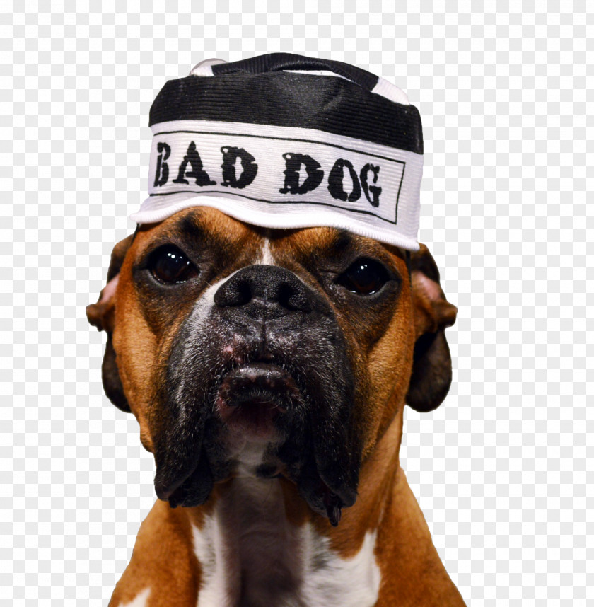 Baddog Dog Breed Boxer Collar Puppy PNG