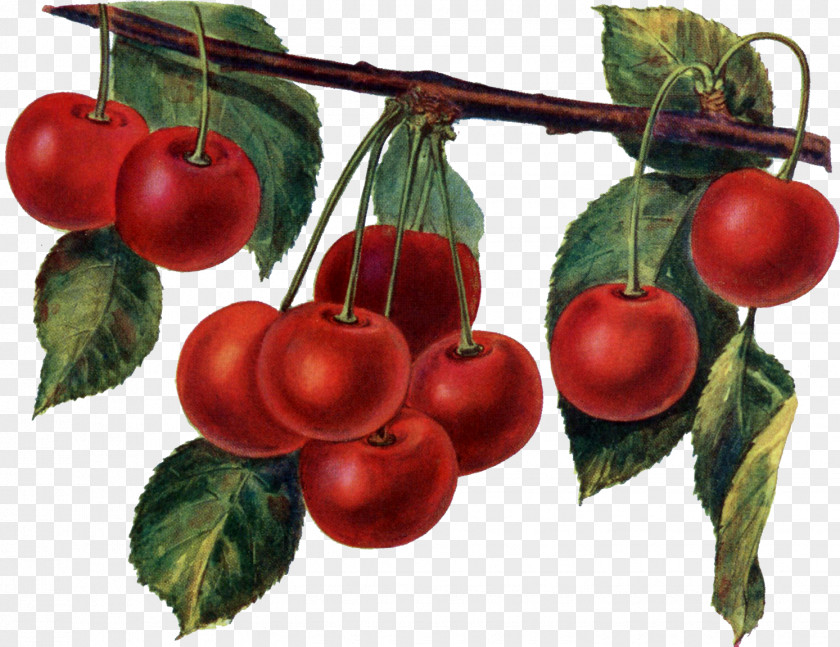 Cherry Pie Maraschino Sour PNG