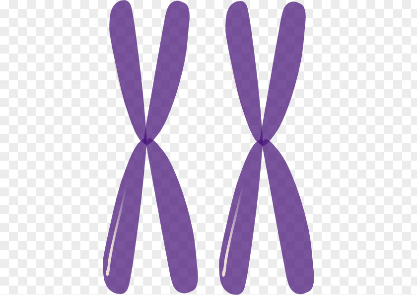 Kfc Cliparts Homologous Chromosome X Mitosis Clip Art PNG