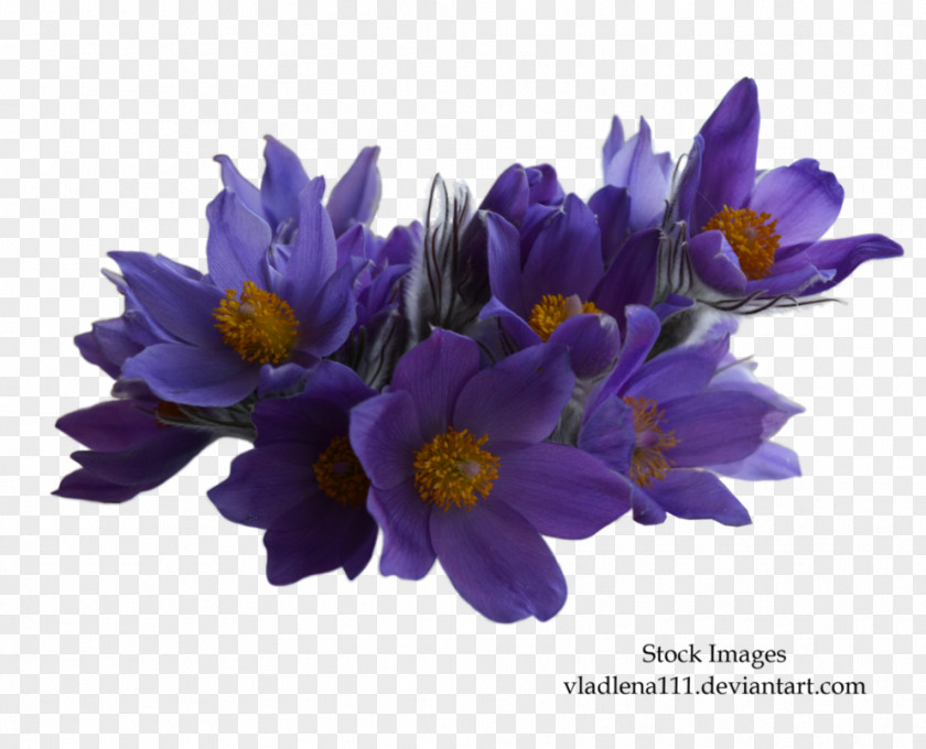 Amazing Spring Flowers Image Flower Clip Art PNG